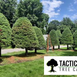 Tactical Tree Care