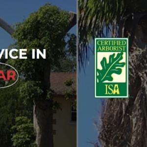 Top Tree Trimming of Sylmar