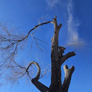 Cañon City Tree Care