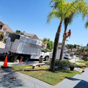 Best In Cali Tree Services