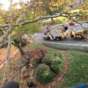 Cumberland Valley Tree Service - Landscaping