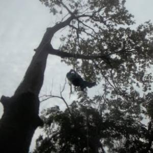 Treemendous Tree & Landscape