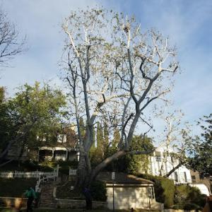 Sac Tree care