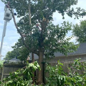 Swartz Tree Service