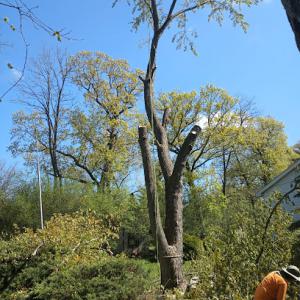 Pretty Leaf Tree Service