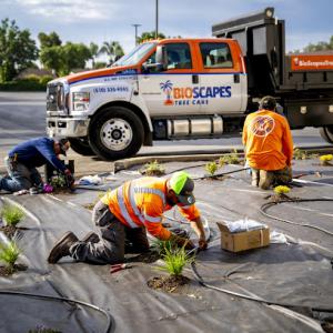 BioScapes Tree Care