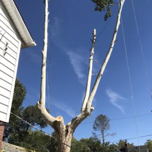 Rosas Tree Service of Pleasanton