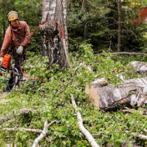 Tree Service San Ramon