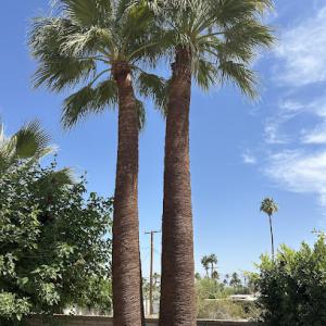 Palm Desert Tree Pros