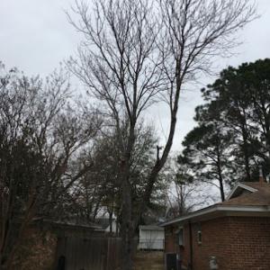 Tenorio Tree Service North Richland Hills