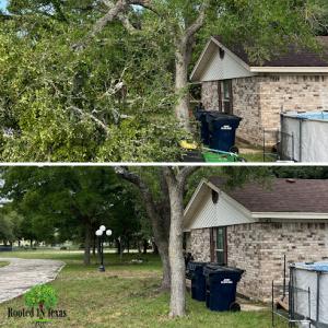 Rooted In Texas Tree Care