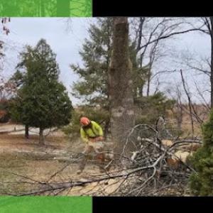 Cedar Rapids Tree Service by Sure Wood