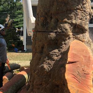 At The Top Tree Service