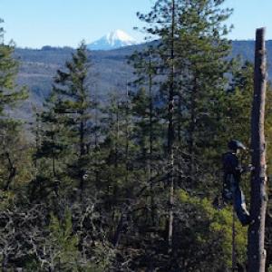 Three Fellers Tree Service