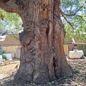 Able brothers tree & plant health care