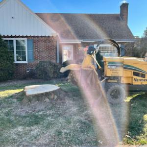 Gallagher Stump Removal