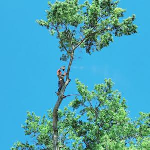 Dunlap's Tree Service