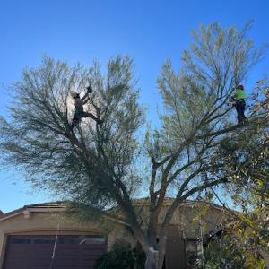 B&C Tree Services