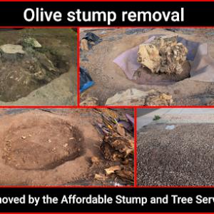 Affordable Stump & Tree Service