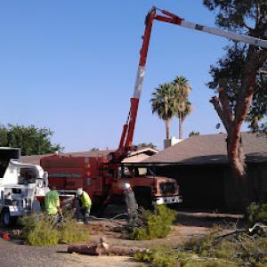 Gilbert Tree Trimming & Removal by AZ Tree Trimmer