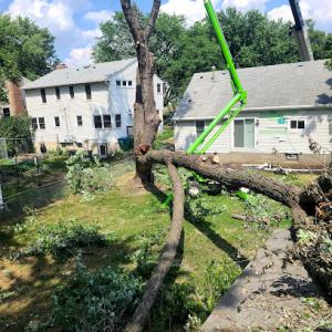 Dynasty Tree Experts