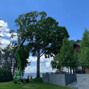 Dvorak Tree Service