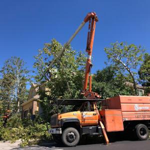 Supreme Tree Experts