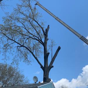 Monaco Tree Services