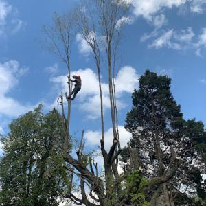 Lumberjacks Tree & Landscaping Services