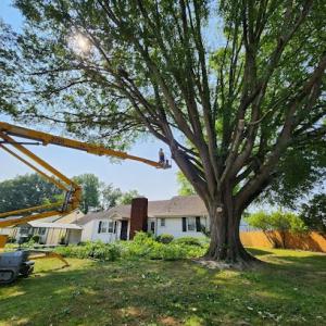 Chattanooga Tree Service