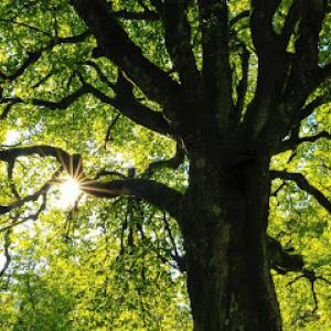 Sweat Brothers Tree Surgery