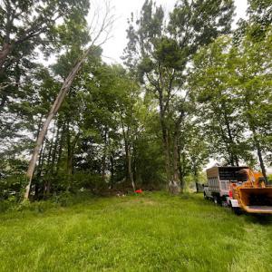 Pine Ridge Tree service