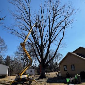 Brandywine Tree & Shrub