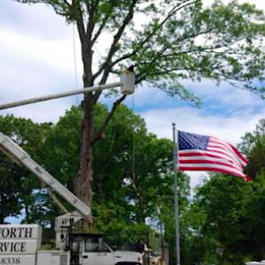 Wiglesworth Tree & Stump Svc