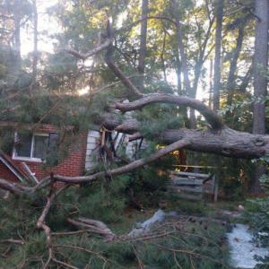 D. Vauter Tree & Stump Service