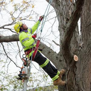 Precise Tree Care