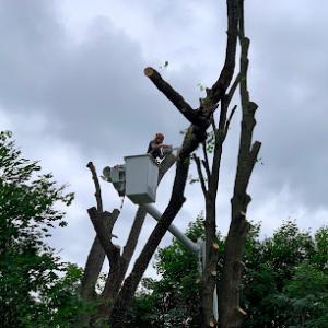 Ridgeline Tree Service
