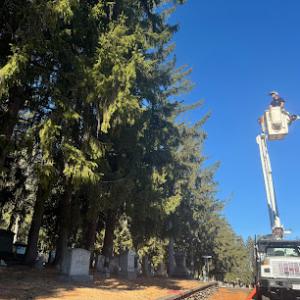 Lucchesi Tree Service