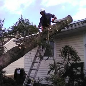 Greener Pastures Tree Service