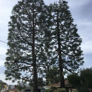 Rivera's Tree Services