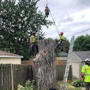 Sorenson Tree Service