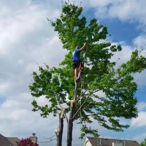 Callahan Tree Care