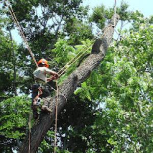 Mead Tree & Turf Care