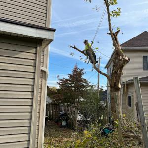 JPA Tree Service