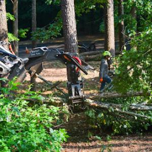 Avalon Tree Services