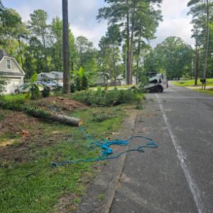 Noyola's Tree Service