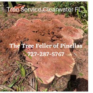 The Tree Feller of Pinellas