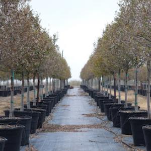 Fannin Tree Farm