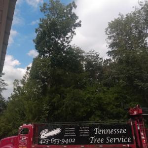 Tennessee Tree Service