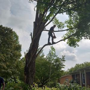 A1 Tree Service Jackson